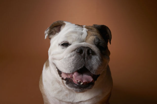 4. Bulldog